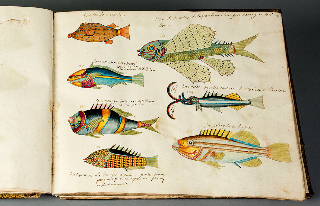 Buchpatenschaften. Die Fische der Molukken-Inseln.Im Jahr 1946 wurde das Buch vom Leine-Hochwasser beschädigt und kürzlich restauriert. Aufgeschlagenes Buch.Auf der rechten Seite Fische aus dem Buch Die Fische der Molukken-Inseln. Im Jahr 1946 wurde das Buch vom Leine-Hochwasser beschädigt und kürzlich restauriert.